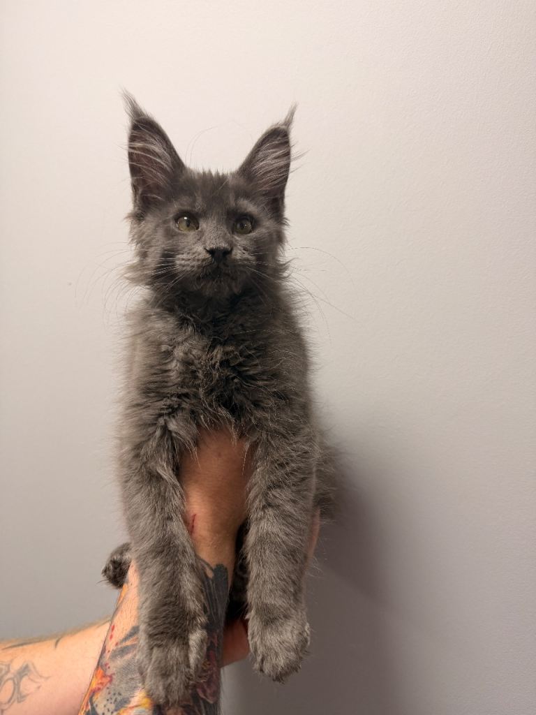 Blue Maincoon  girl ready to go new home 