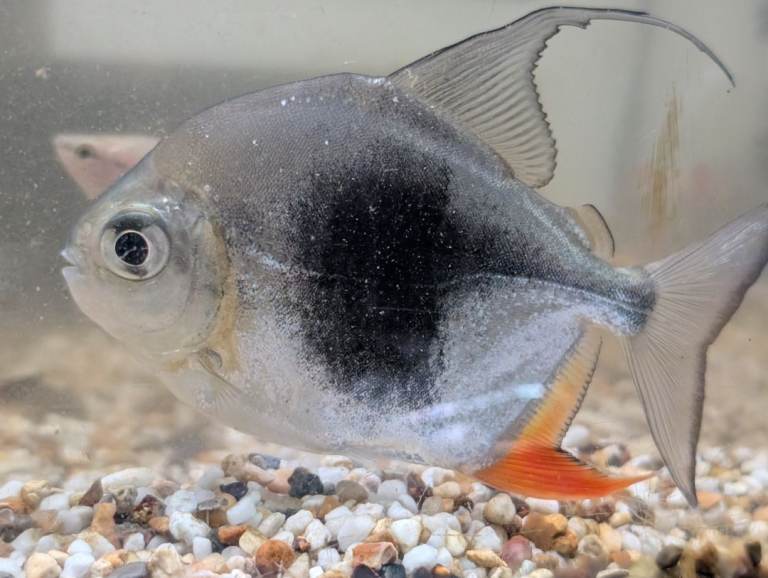 Tropical fish for sale. Closing down tank