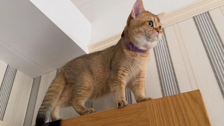 Pedigree British Shorthair