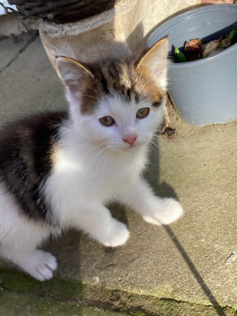 One lovely Male kitty 