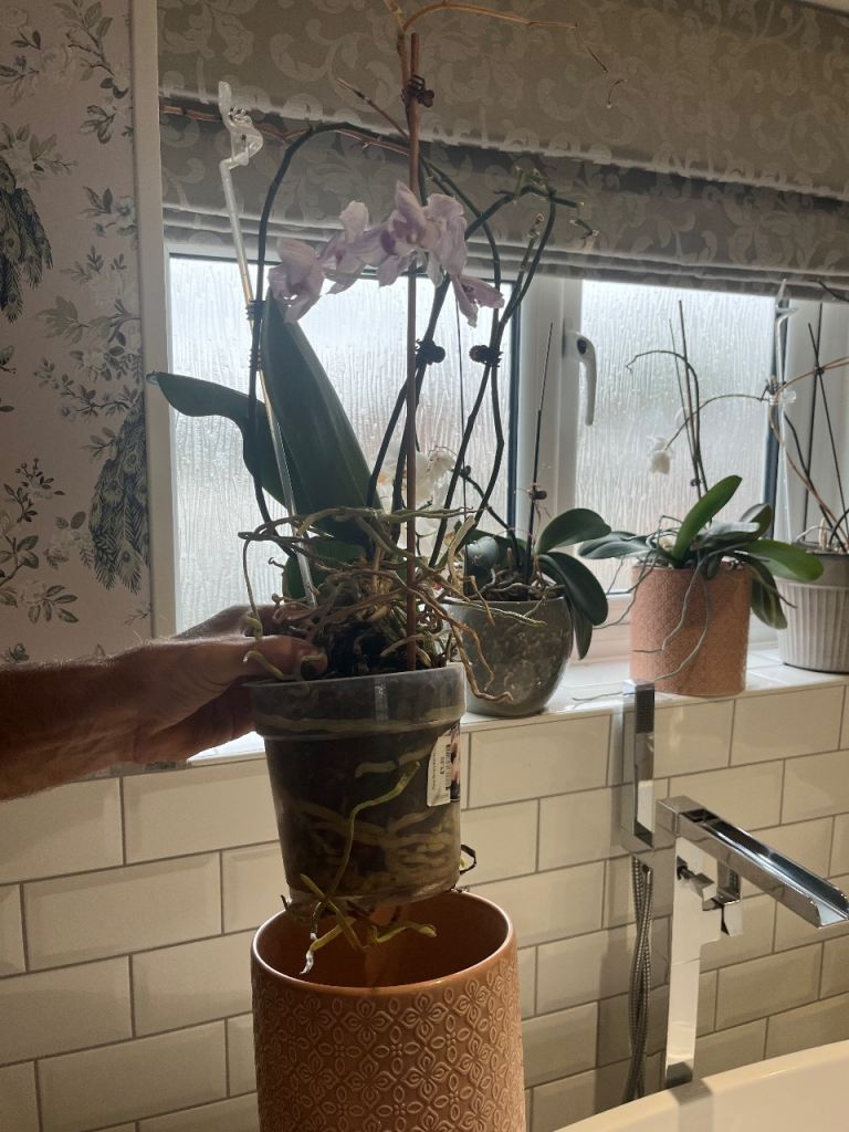 Orchids and pots x 4 £10 each