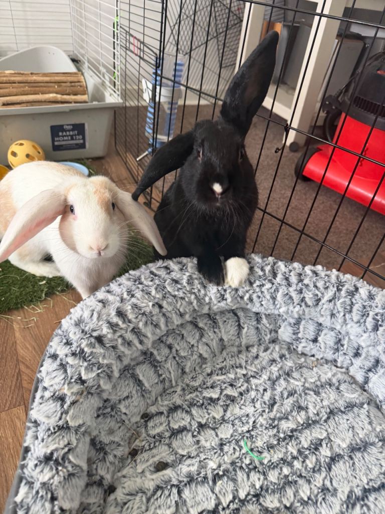 2 male rabbits 