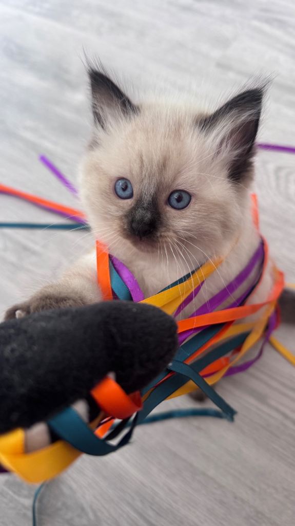 Beautiful Ragdoll kitten available 