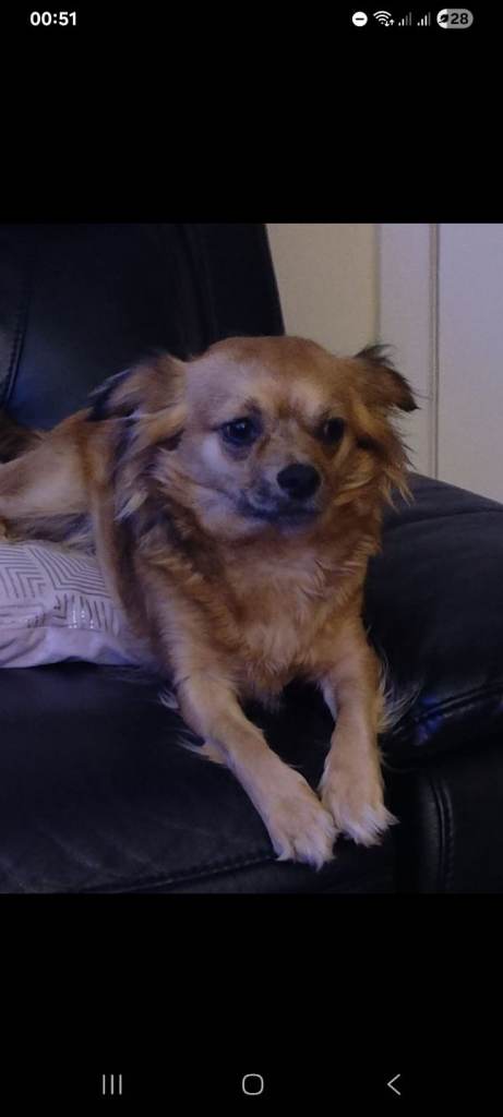 Female chihuahua/pappillion cross female aged 5. And male chihuahua aged 9. 