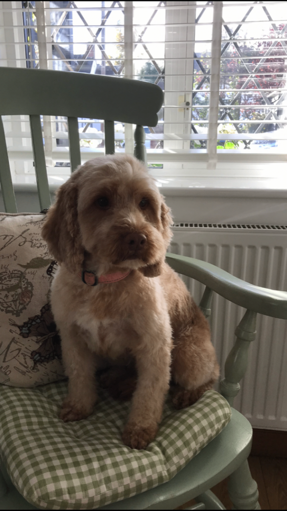 Cockapoo for sale 