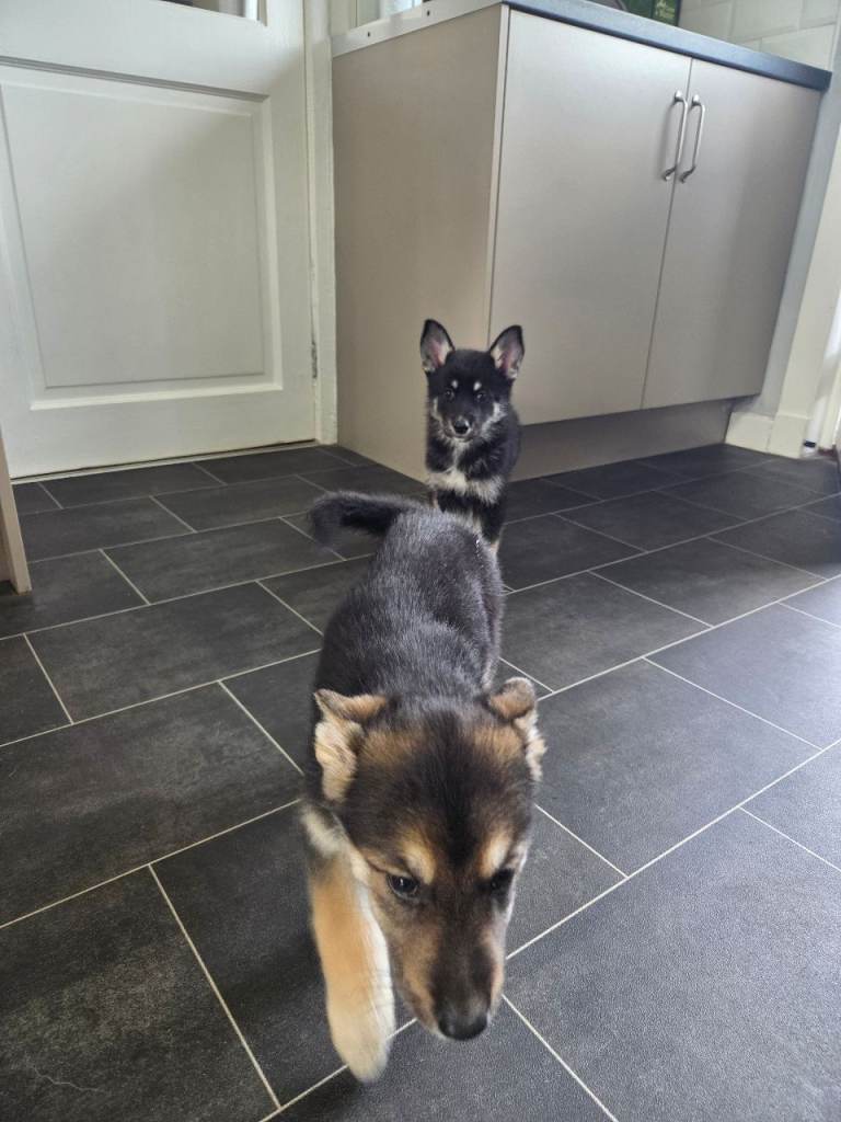 Husky / German shephard pups 