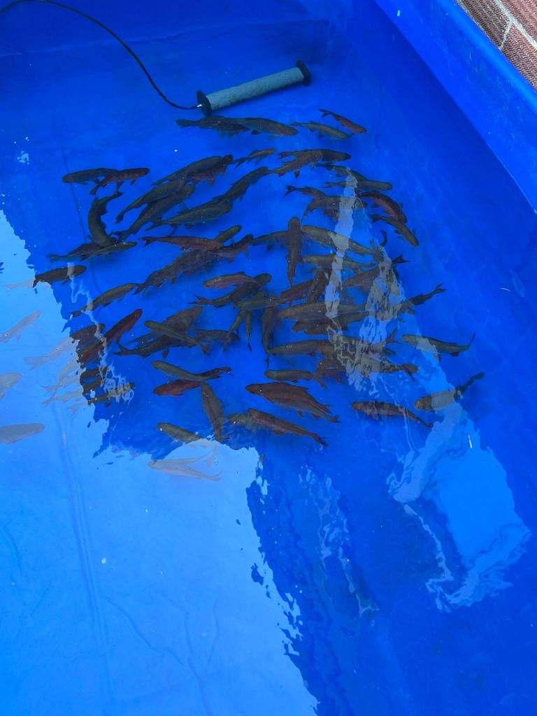 Golden Rudd x goldfish hybrid 