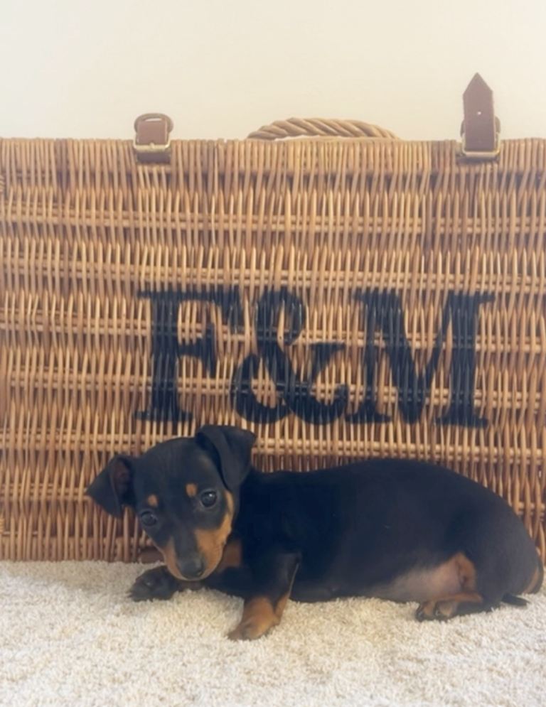 Miniature Dutch hounds  