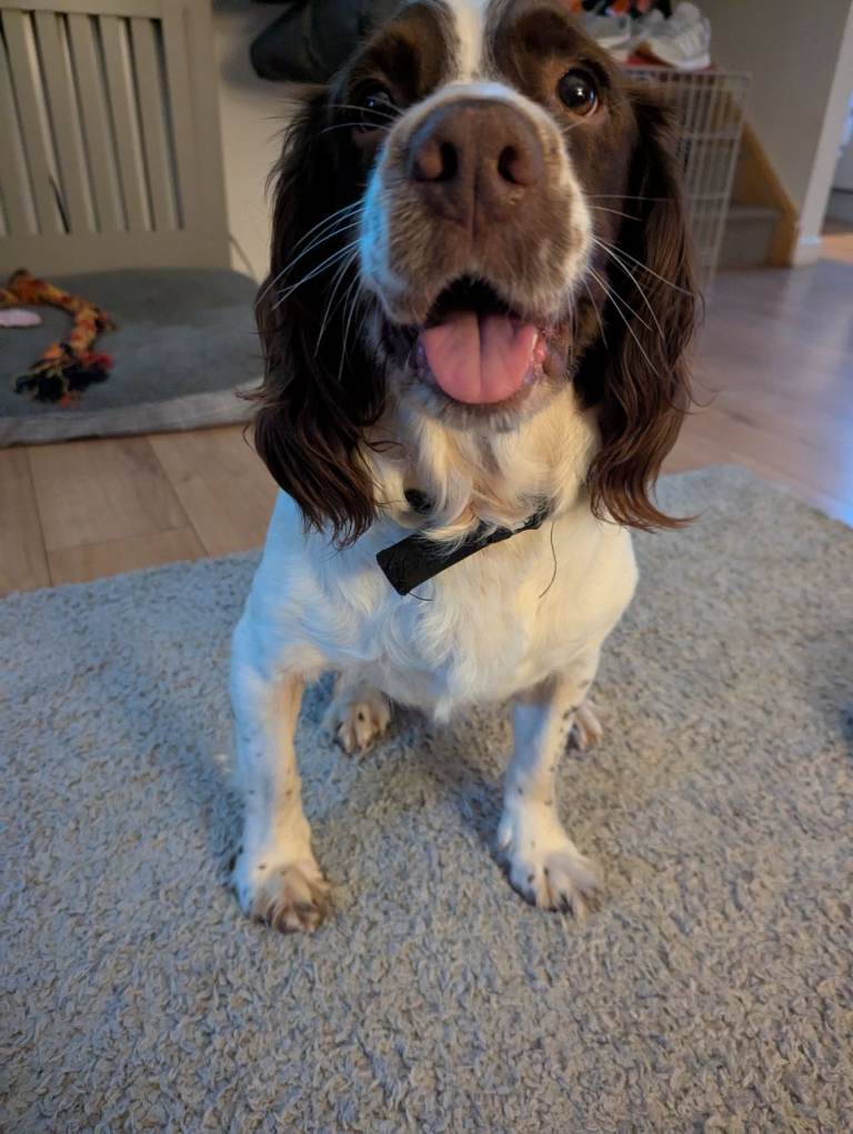 Liver and white springer spaniel 