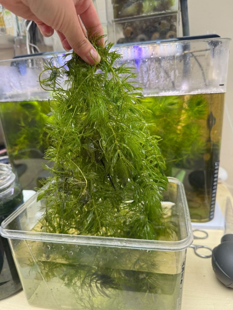 Fresh Aquarium Plants – Hornwort, Guppy Grass & Moss