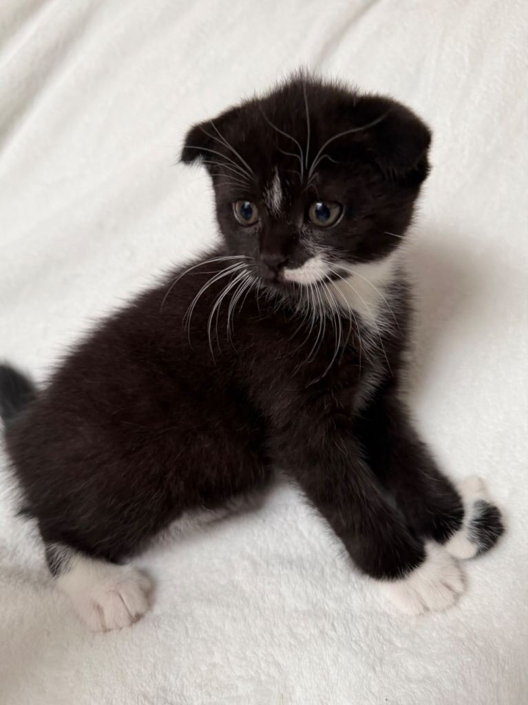 Stunning Black & White Scottish Kitten 🤎🤍