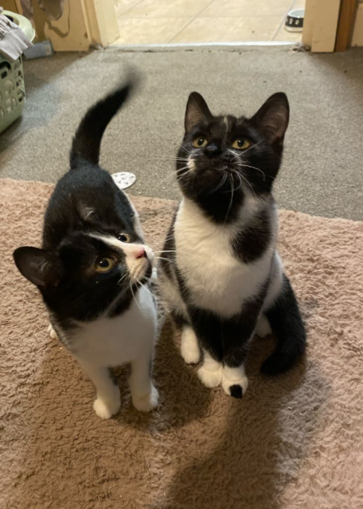 2 Kittens For Sale READY TO GO ASAP - Nuneaton 