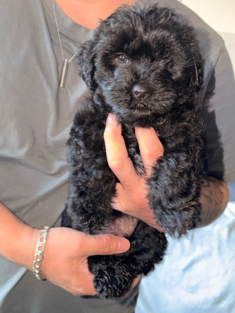 Yorkie x cockapoo