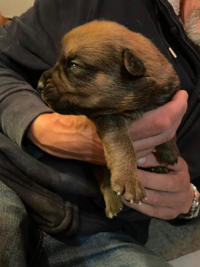 Stunning Large Breed Puppies - GSD x Rottweiler x Boxer Cross (Expressions of Interest)
