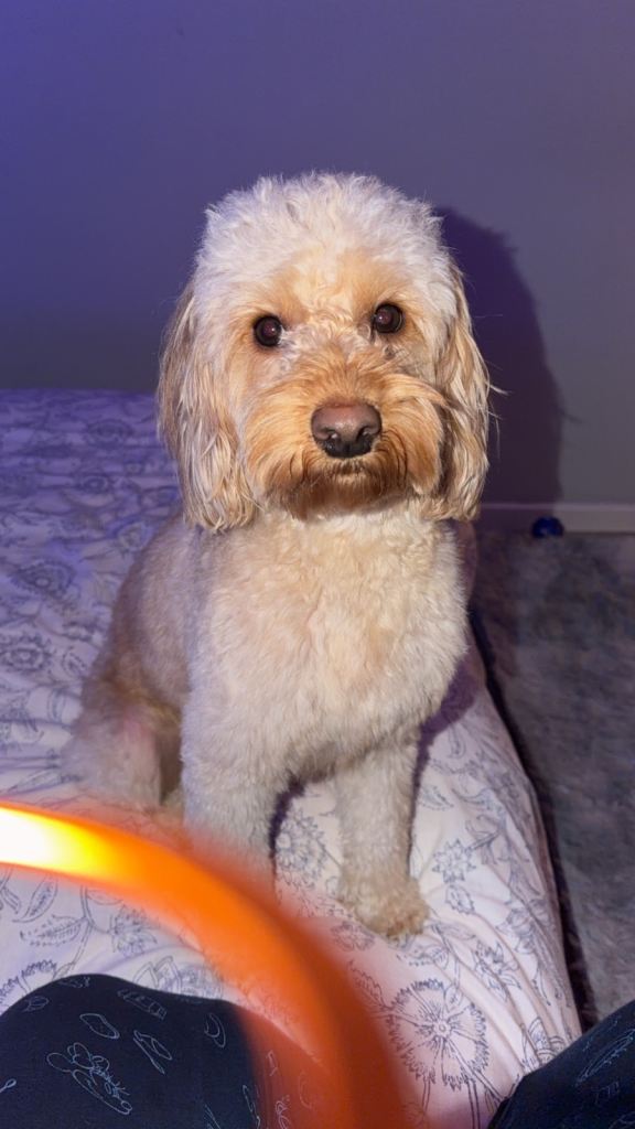 Cockapoo 