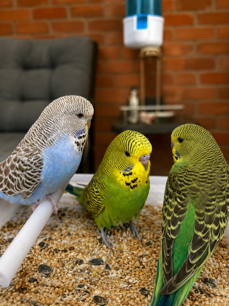 Baby Budgies