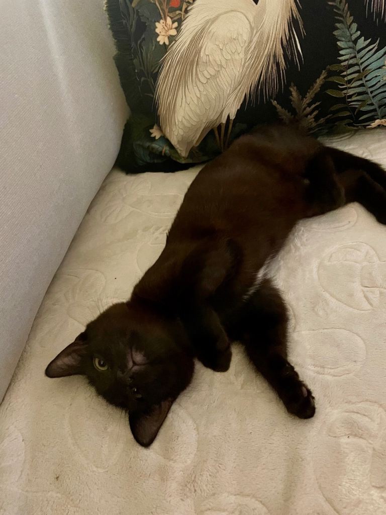 Female beautiful kittens (sisters)