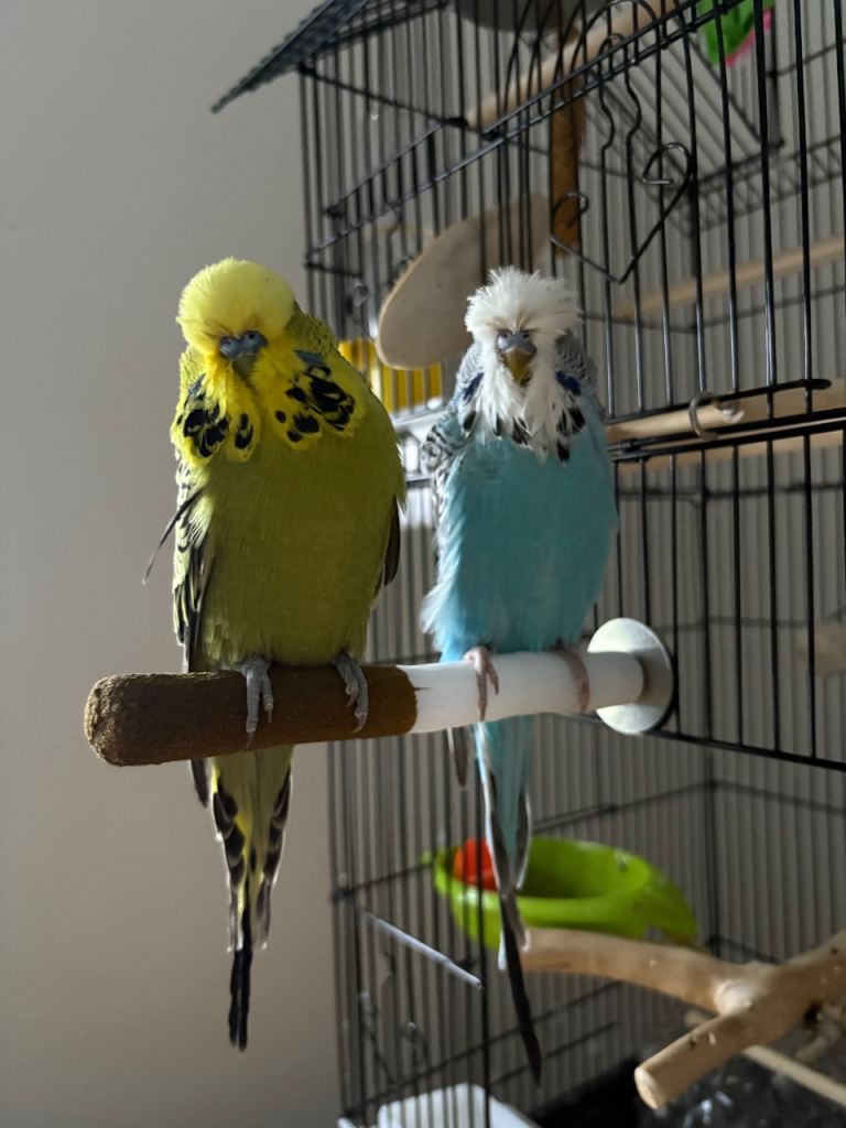 2 budgies for sale