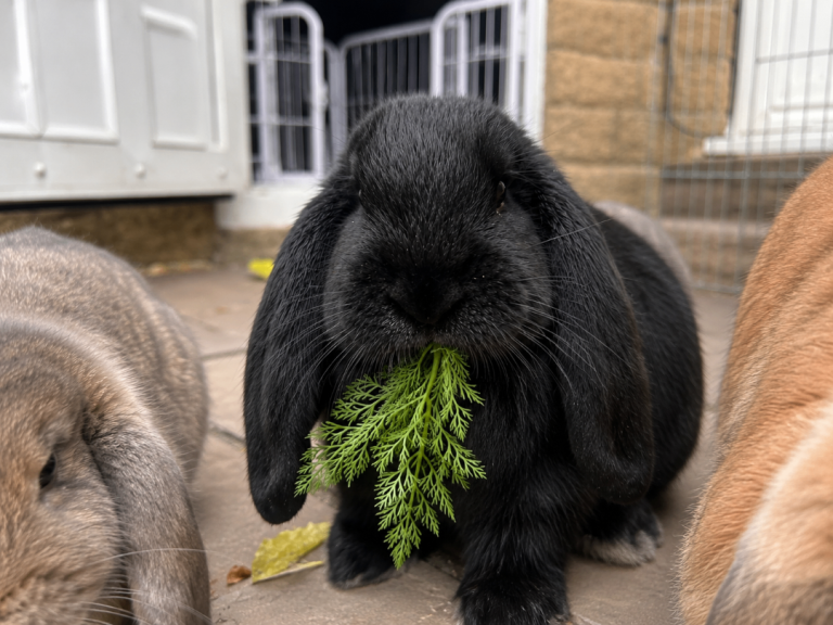 Last one - pure bred giant French lop rabbit 