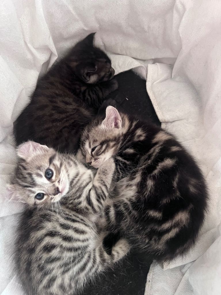 Kittens for sale 