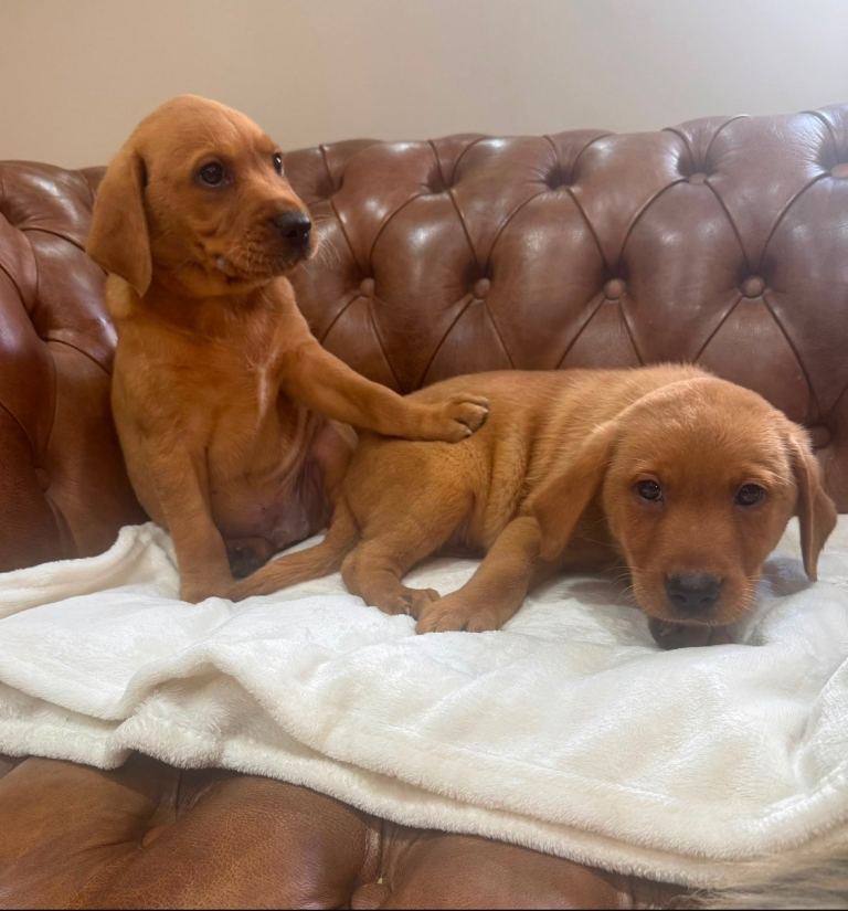 Labrador puppies