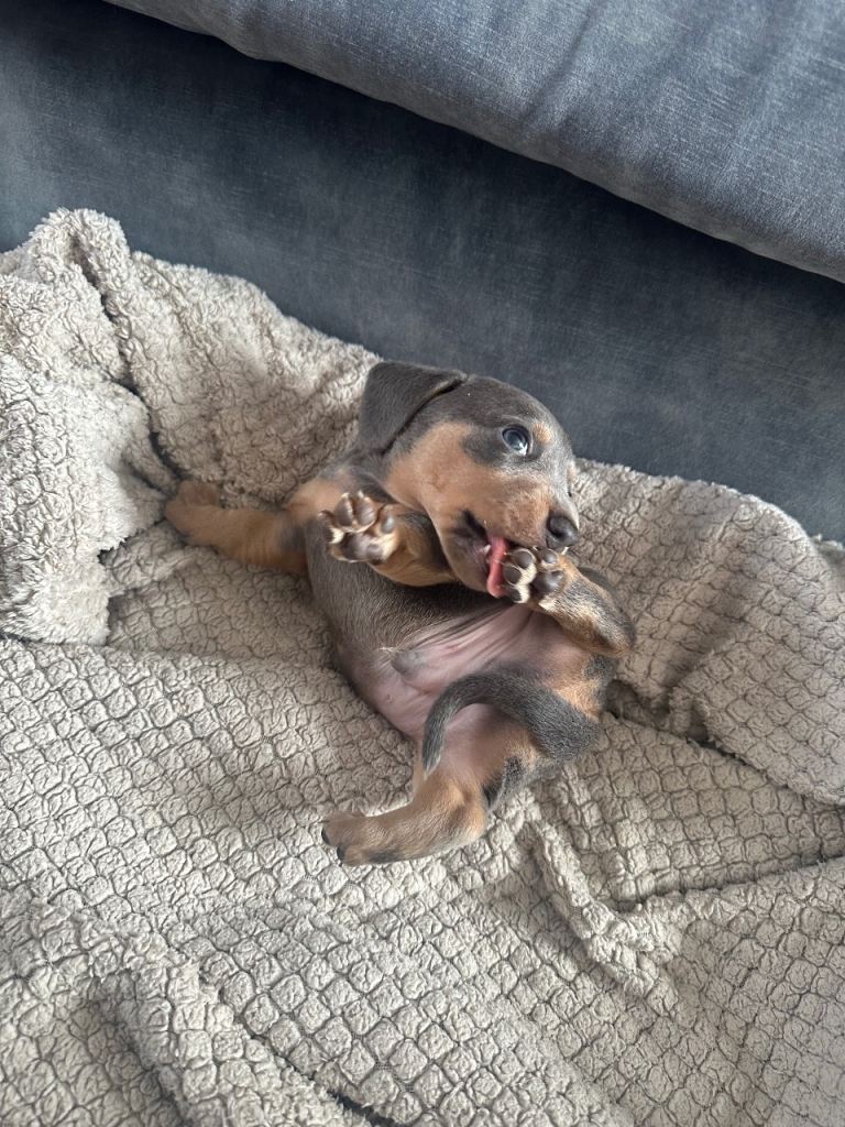 KC Reg Blue and Cream Mini Dachshund Pup