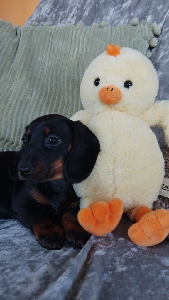 "CHOCOLATE/TAN," miniature dashshound