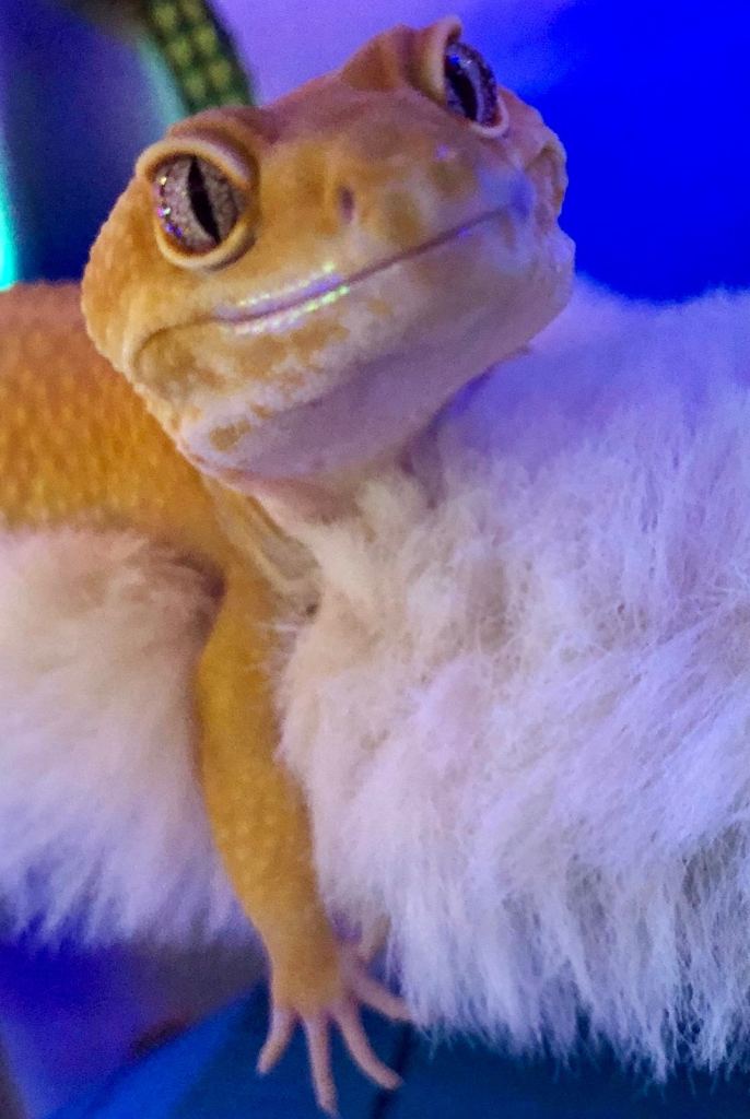Very handsome and friendly 3-4 year leopard geko 