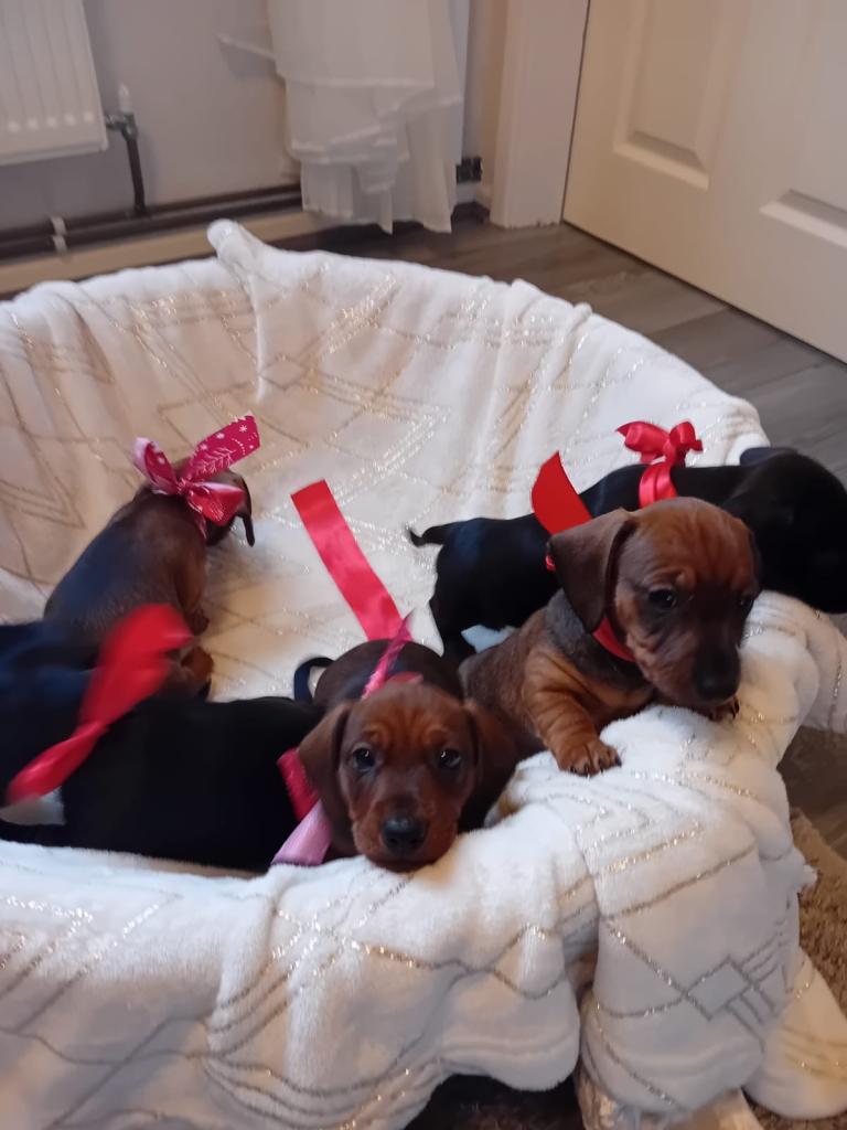 Dachshund puppies for sale