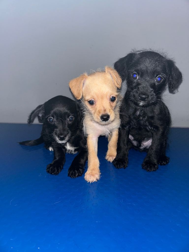 Poochis (chihuahua cross poodle) puppies
