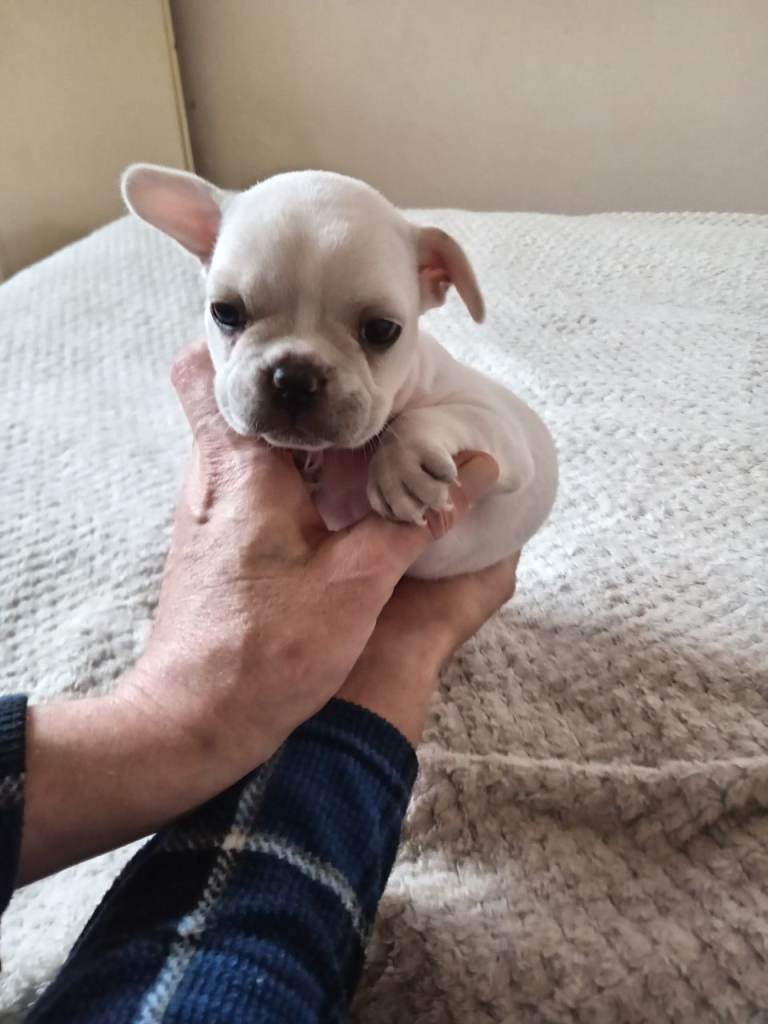 5 beautiful French bulldogs * 1 white girl left *