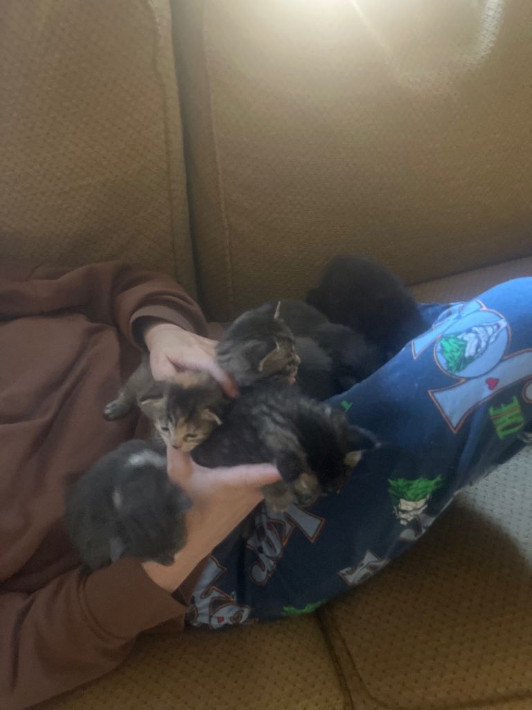 7 Beautiful kittens 