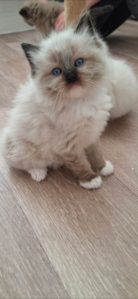 🩵🩵 Ragdoll kittens Ready now 🩵🩵