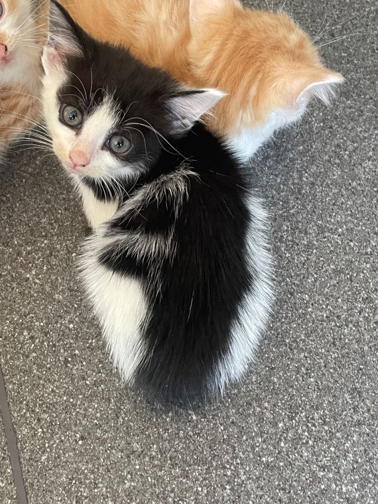 Kitten 