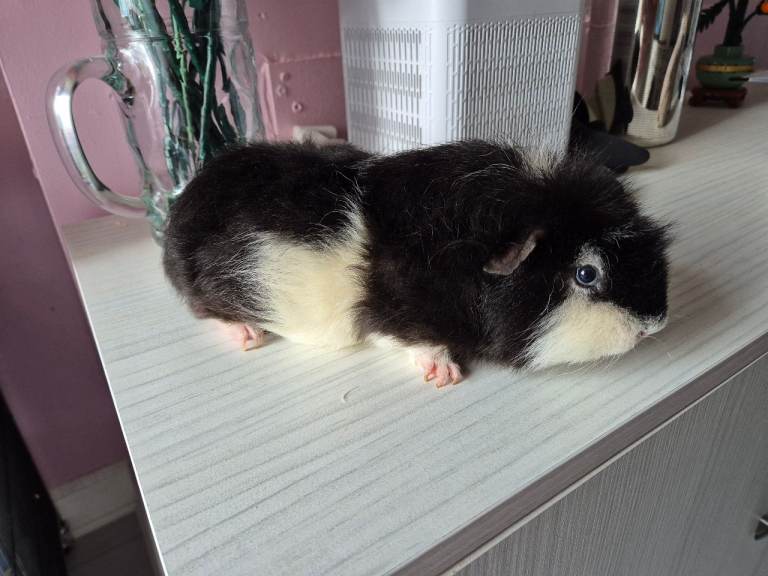   Male guinea pig