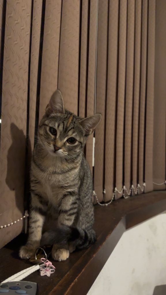 4 months female kitten