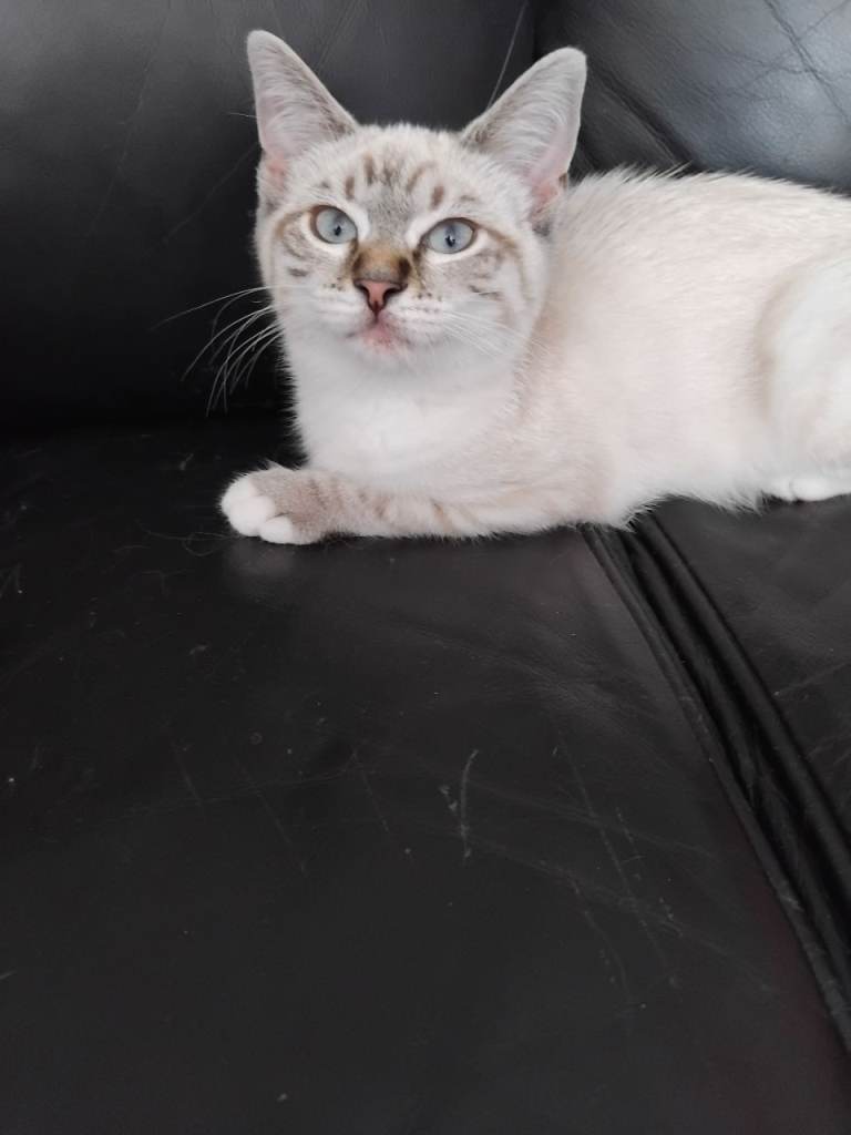 Kitten 
