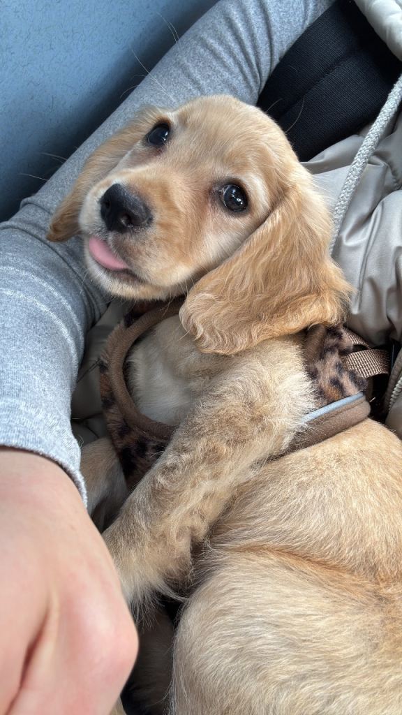 4 month old puppy.