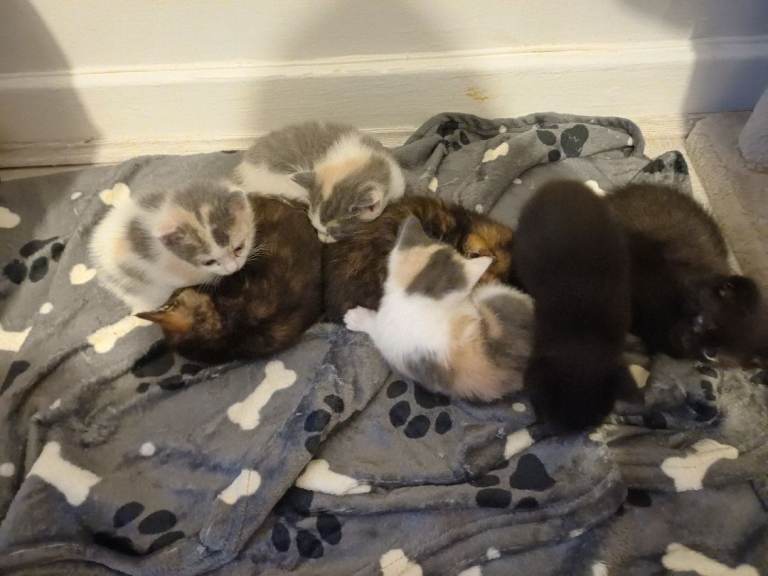Kittens for sale