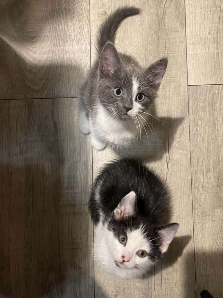Two male kittens