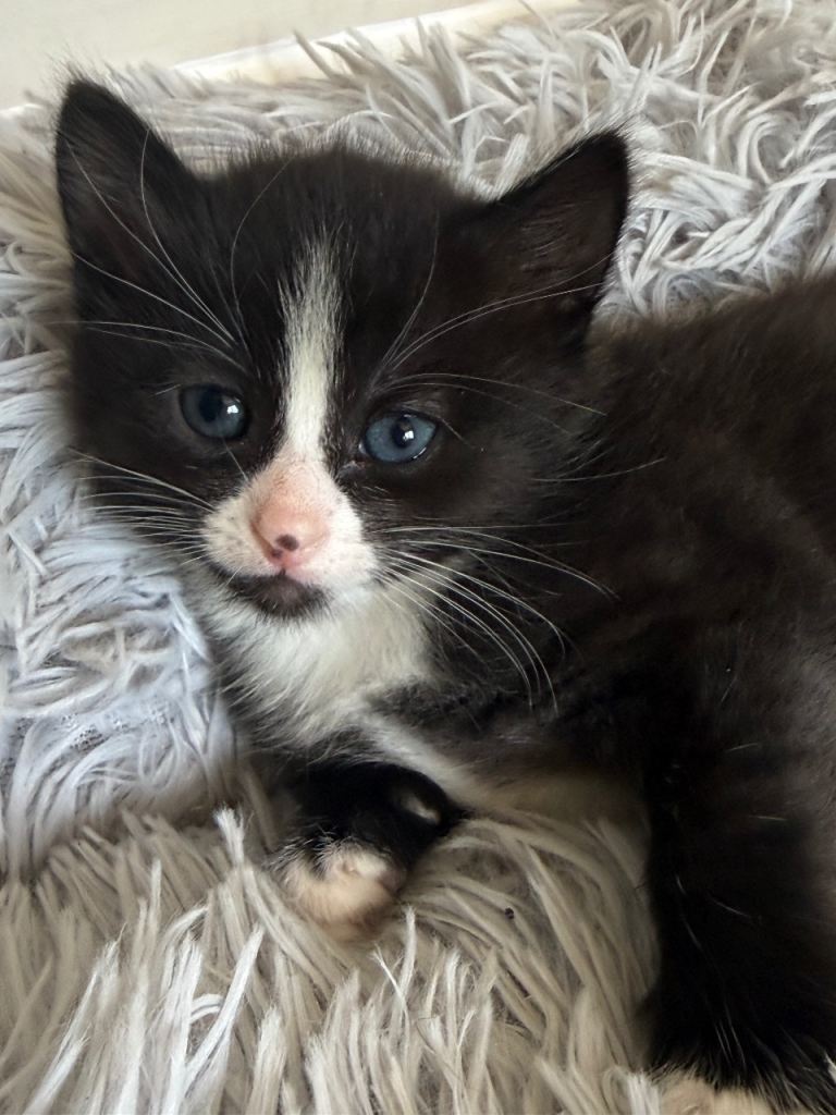 Girl kitten