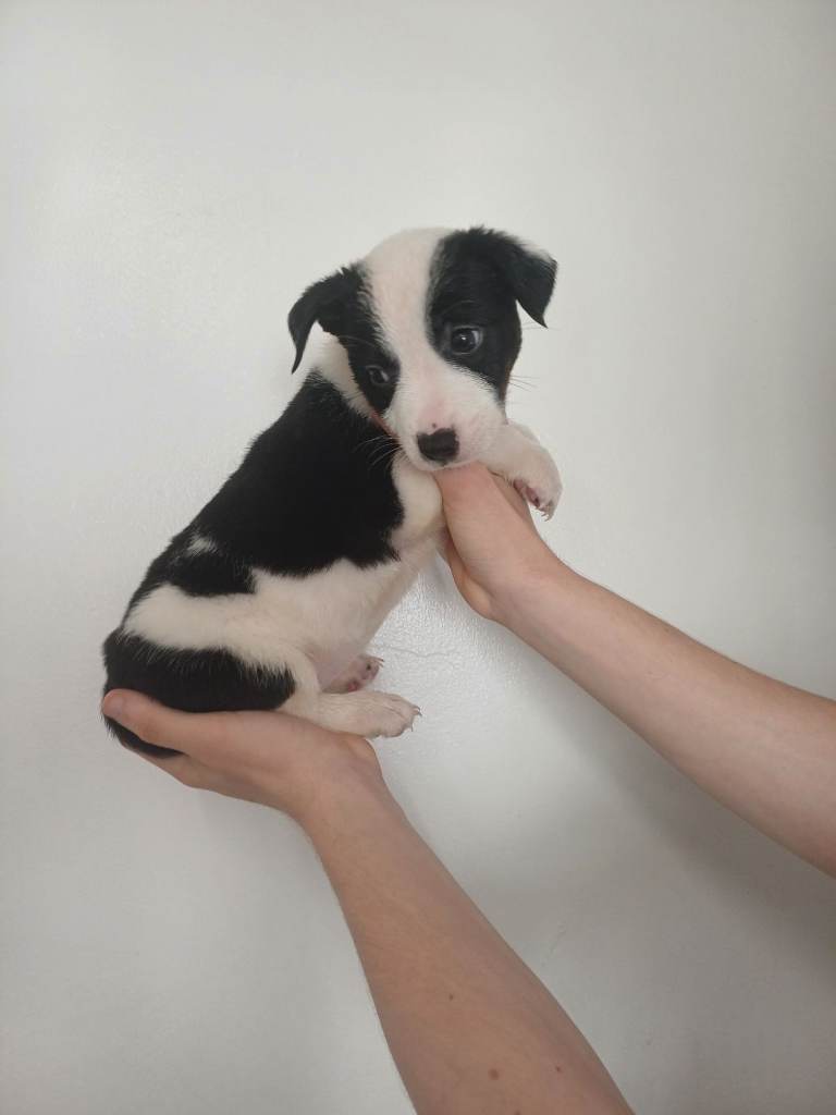 Jack russell cross chihuahua cross border Collie puppies 