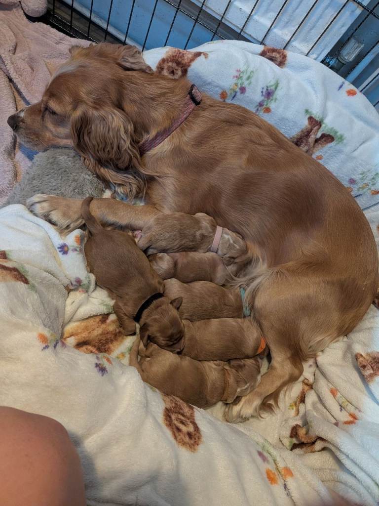 Cocker spaniels 