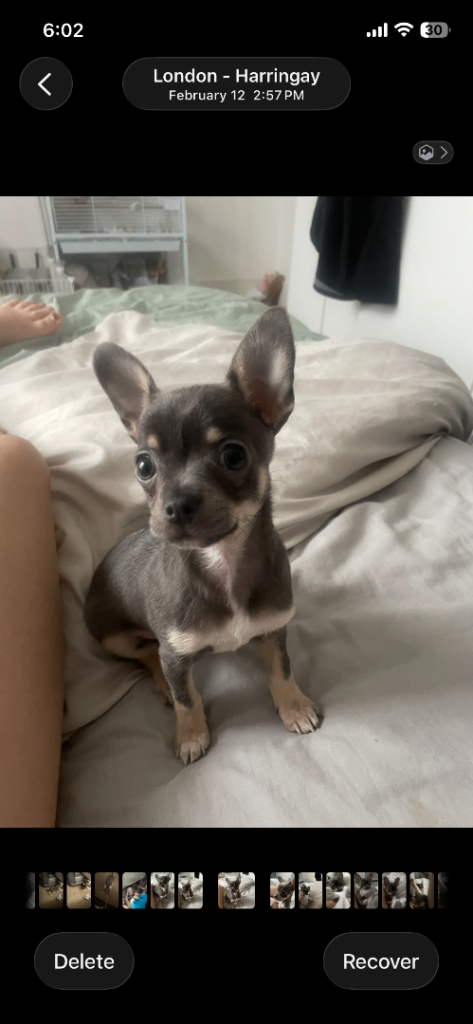 Chihuahua puppy 