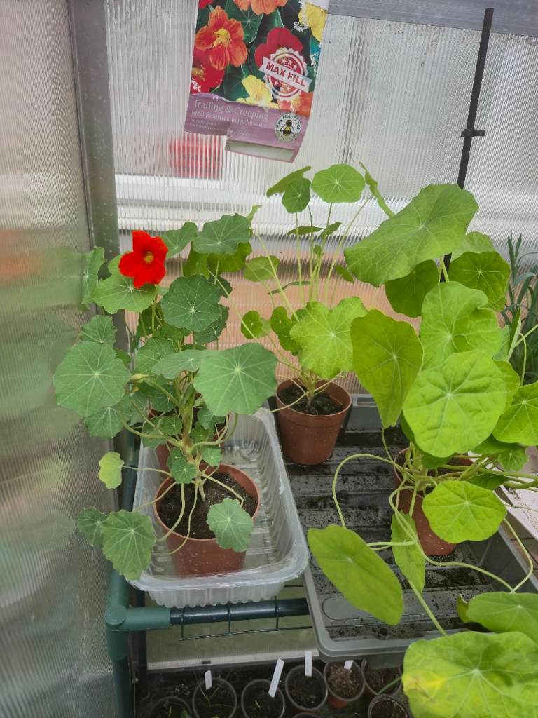 Nasturtium 4 left