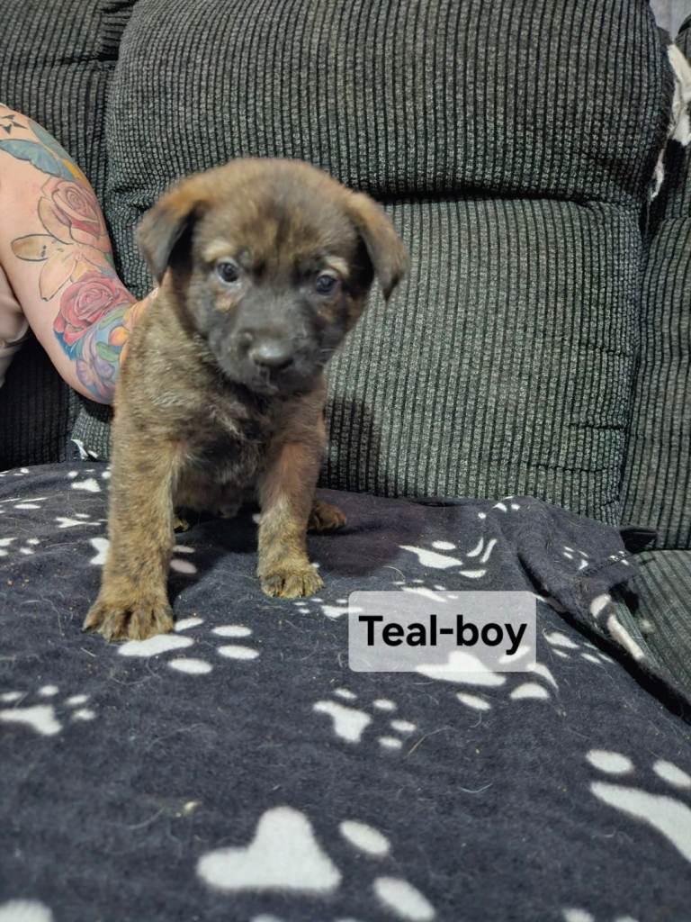 Dutch x german shepherd's 