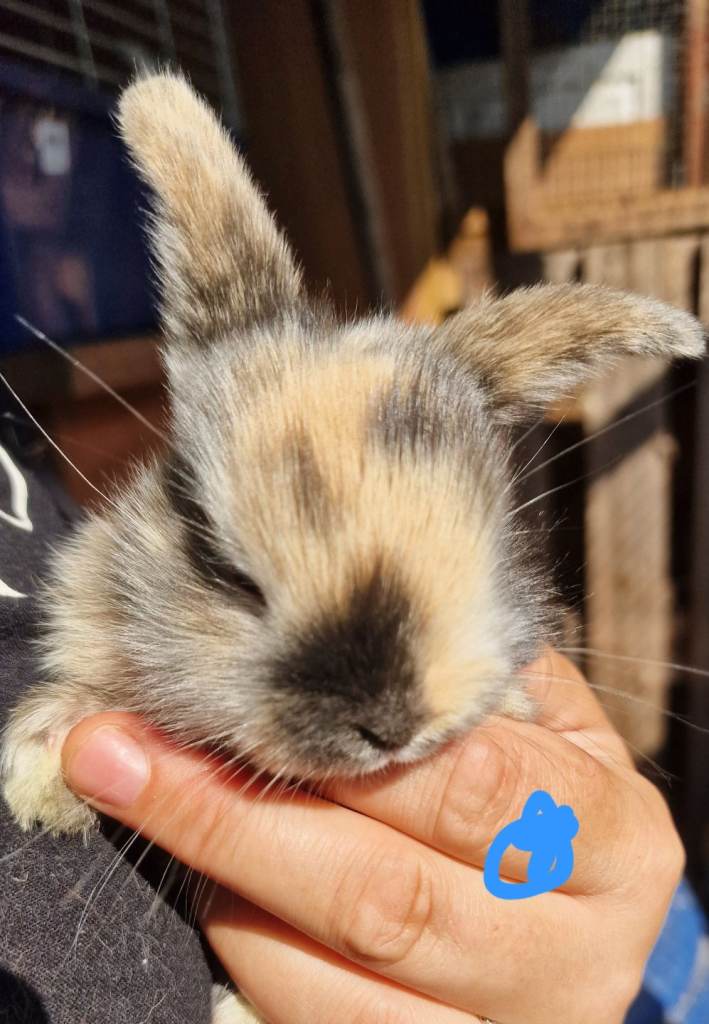 Beautiful baby mini lops 
