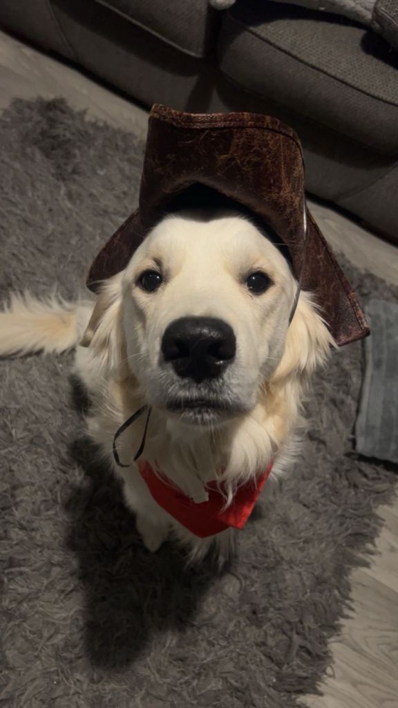 2 year old Male Golden Retriever