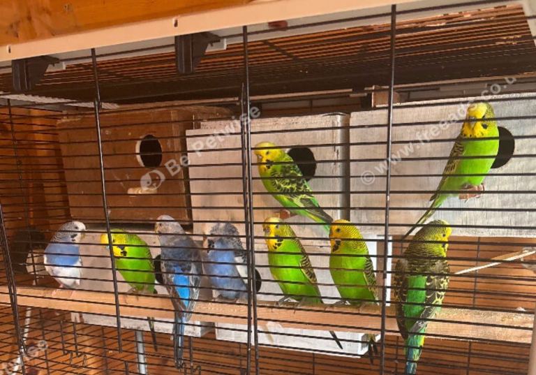 Colourful Budgies