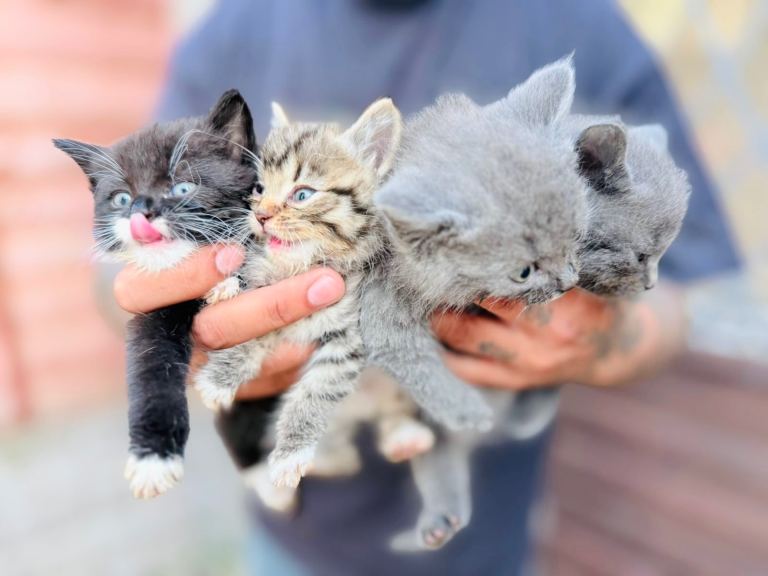 Beautiful, Playful Kittens Looking for Loving Homes 🐾